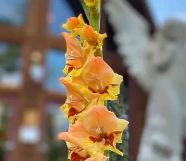 Gladiola blooms rising in the garden