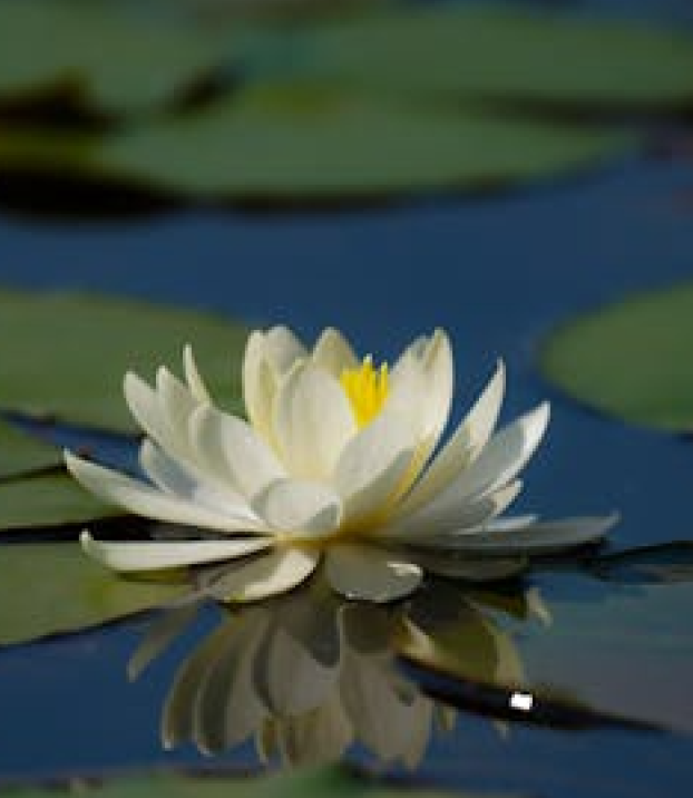 A white water lily on the pond